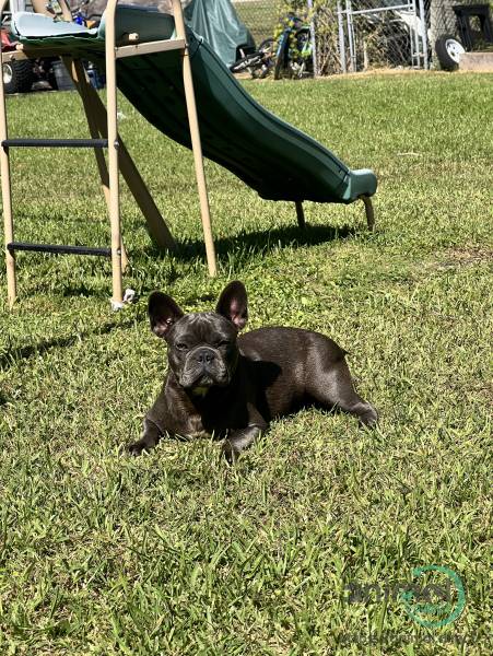 female frenchie full breed , Mixed Breed