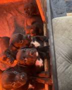 BEAUTIFUL ROTWEILER/PITBULL, Mixed Breed