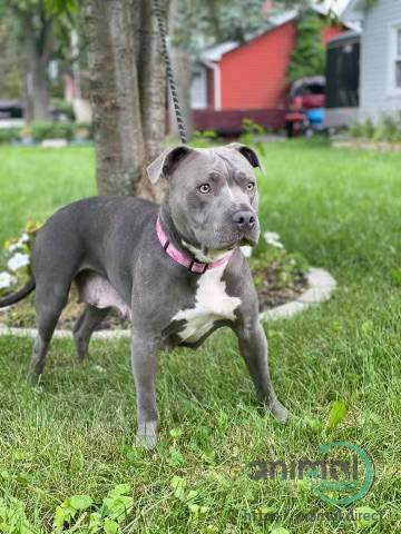 BEAUTIFUL ROTWEILER/PITBULL, Mixed Breed