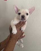 Puppies Available , French Bulldog