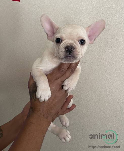 Puppies Available , French Bulldog