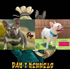 Puppies Available , French Bulldog