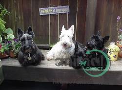 Scottish Terrier Puppies , Scottish Terrier