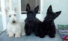 Scottish Terrier Puppies , Scottish Terrier
