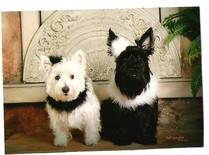 Scottish Terrier Puppies , Scottish Terrier