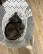 sable German Shepard puppy!!!, German Shepherd
