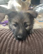 sable German Shepard puppy!!!, German Shepherd