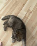 sable German Shepard puppy!!!, German Shepherd