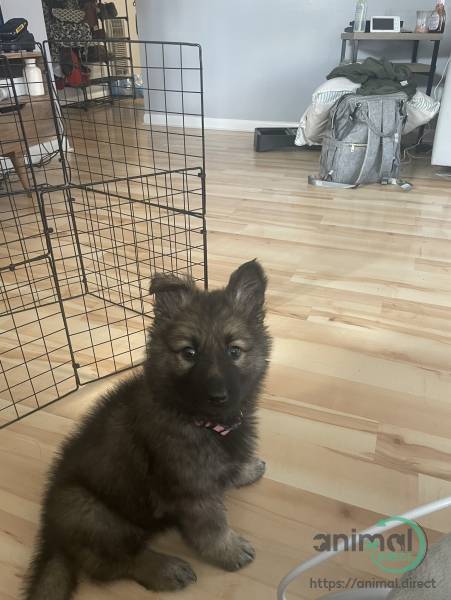 sable German Shepard puppy!!!, German Shepherd