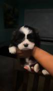 cute shih tzu puppy, Mixed Breed
