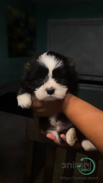 cute shih tzu puppy, Mixed Breed