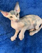 purebred Sphynx kittens, Sphynx