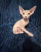 purebred Sphynx kittens, Sphynx