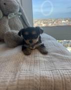 3 male yorkie babies ready, Yorkshire Terrier