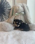 3 male yorkie babies ready, Yorkshire Terrier