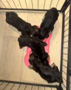 3 male yorkie babies ready, Yorkshire Terrier