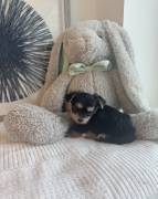 3 male yorkie babies ready, Yorkshire Terrier