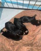 3 male yorkie babies ready, Yorkshire Terrier