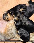 3 male yorkie babies ready, Yorkshire Terrier