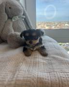 3 male yorkie babies ready, Yorkshire Terrier