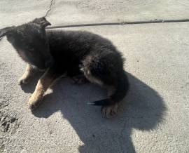 German Shepherd Puppies , German Shepherd