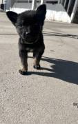 German Shepherd Puppies , German Shepherd