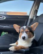 Corgi, Mixed Breed