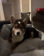 Corgi, Mixed Breed