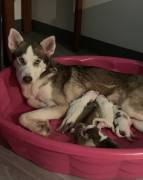 Siberian husky puppies , Siberian Husky