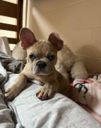 Male Puppy Frenchie, French Bulldog