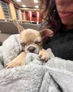 Male Puppy Frenchie, French Bulldog