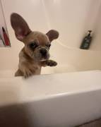 Male Puppy Frenchie, French Bulldog