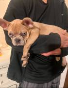 Male Puppy Frenchie, French Bulldog