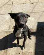 German pit, Mixed Breed