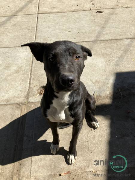 German pit, Mixed Breed