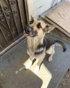 German Shepherd, German Shepherd