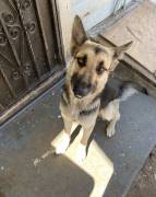 German Shepherd, German Shepherd