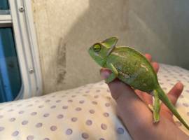 Baby veiled chameleon w/ cage, Lizard
