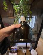 Baby veiled chameleon w/ cage, Lizard