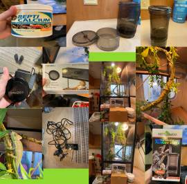 Baby veiled chameleon w/ cage, Lizard