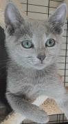 russian blue kittens, Russian Blue russian blue kittens, Russian Blue