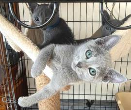 russian blue kittens, Russian Blue