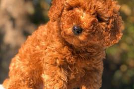 cavoodle puppy, Mixed Breed
