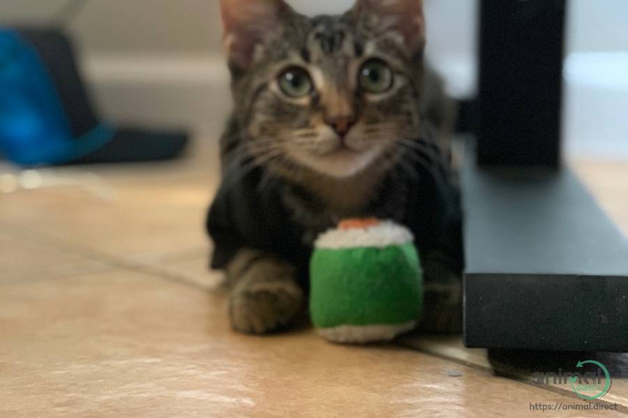 Domestic Shorthair Kitten, American Shorthair