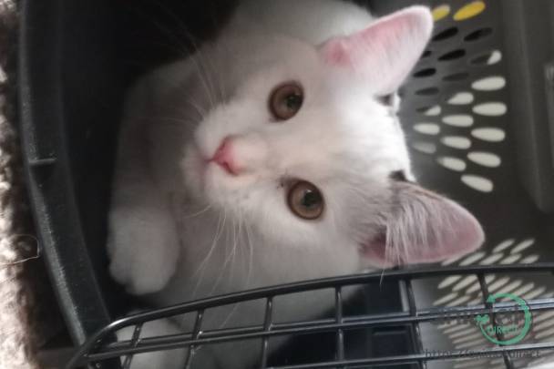 Artemis, Turkish Angora