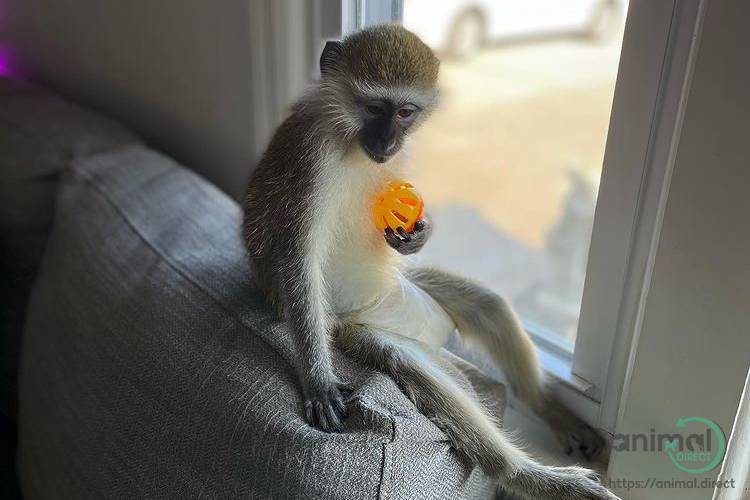 Spider monkey, Other Animals