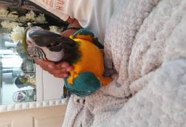 Good Baby blue and gold macaws, Blue and Gold Macaw