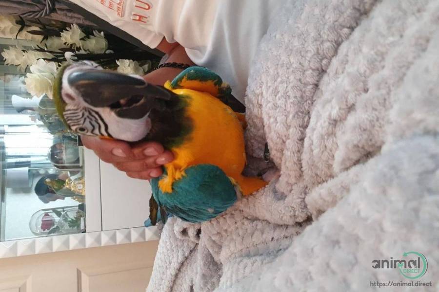 Good Baby blue and gold macaws, Blue and Gold Macaw