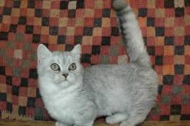 Persian Cat For Sale Persian C, Siberian