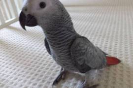 Two African Grey Parrot 4 sale, African Grey